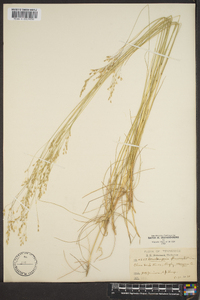 Deschampsia flexuosa image