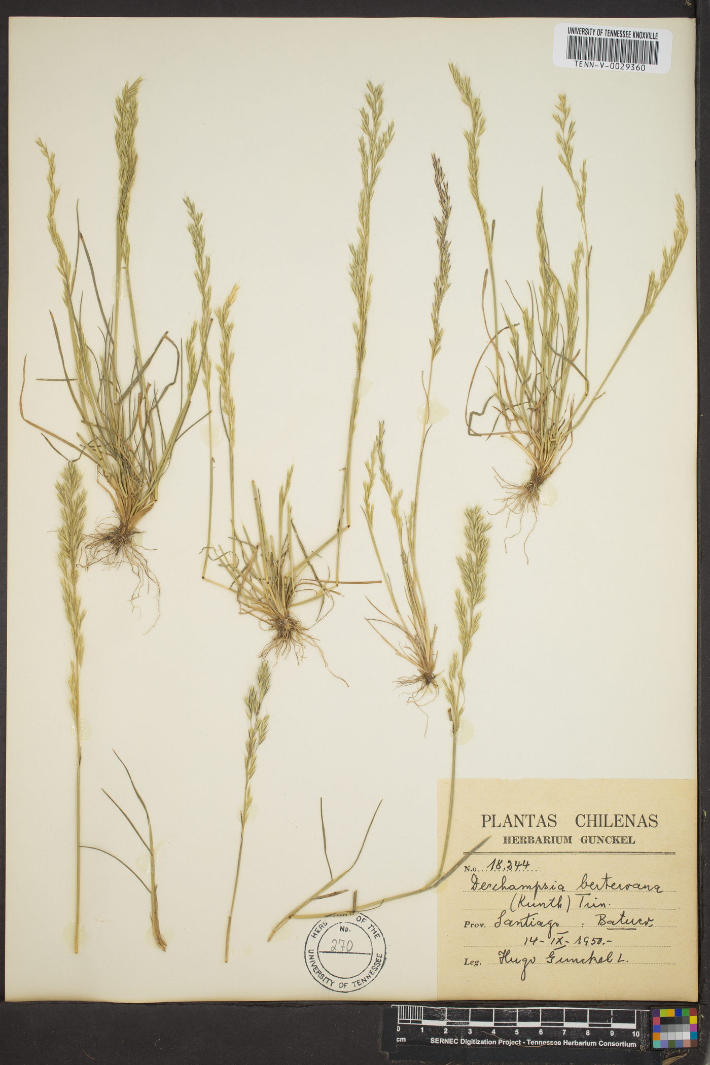 Deschampsia berteroana image