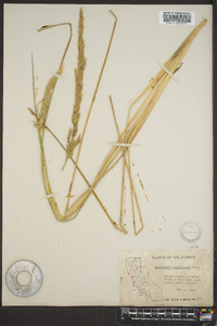 Deschampsia holciformis image