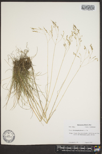 Deschampsia flexuosa image