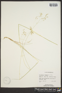 Deschampsia flexuosa image