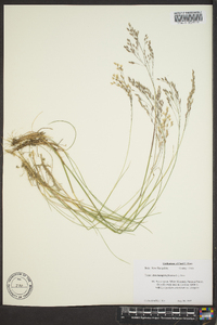 Deschampsia flexuosa image