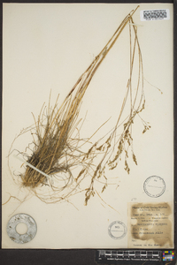 Deschampsia flexuosa image