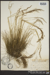 Deschampsia flexuosa image