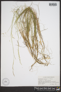 Deschampsia flexuosa image