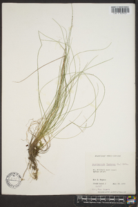 Deschampsia flexuosa image