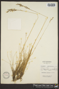 Deschampsia flexuosa image