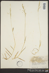 Trisetum pensylvanicum image