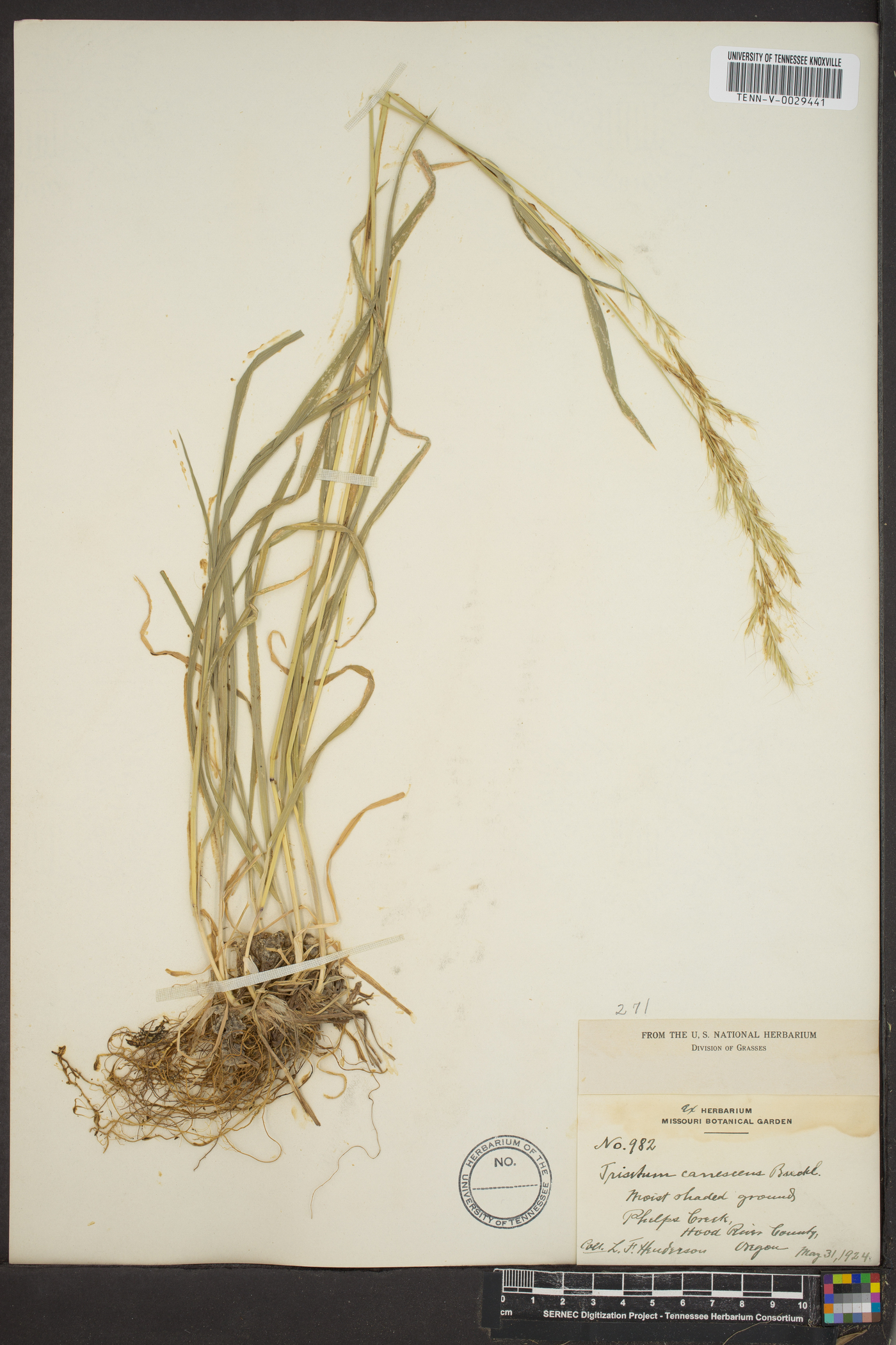 Trisetum canescens image