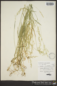 Trisetum pensylvanicum image