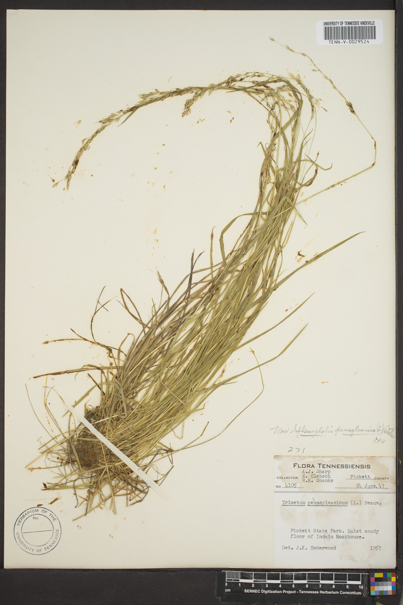 Sphenopholis pensylvanica image