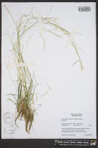 Sphenopholis filiformis image