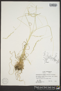 Sphenopholis nitida image