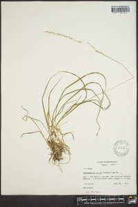 Sphenopholis nitida image