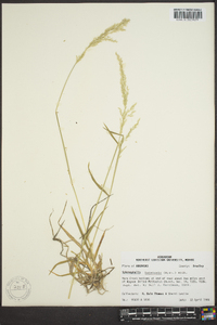 Sphenopholis intermedia image