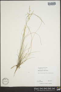 Sphenopholis filiformis image