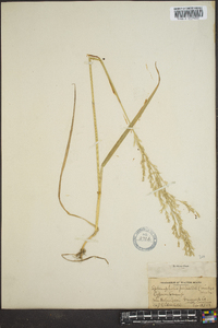 Sphenopholis pallens image