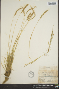 Sphenopholis pallens image