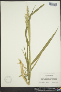 Avena sativa image