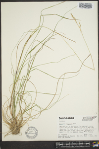 Danthonia compressa image