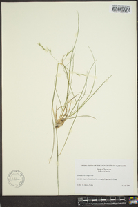 Danthonia compressa image