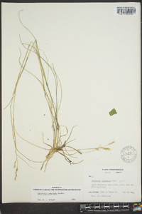 Danthonia compressa image