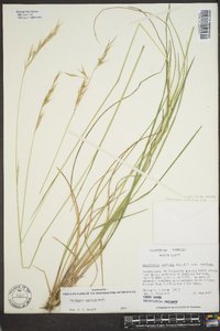 Danthonia epilis image