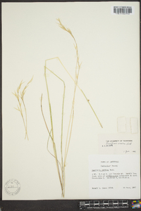 Danthonia sericea image