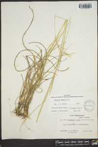 Danthonia sericea image