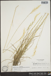 Danthonia sericea image