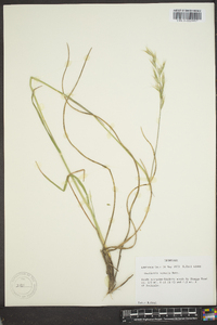 Danthonia sericea image