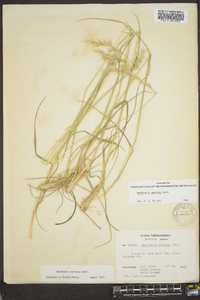 Danthonia sericea image