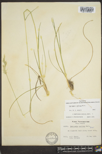 Danthonia sericea image