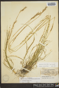 Danthonia sericea image