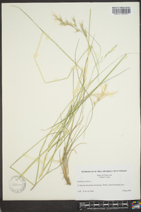 Danthonia sericea image