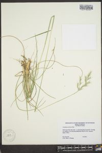 Danthonia sericea image