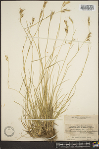 Danthonia compressa image