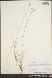 Danthonia compressa image