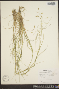 Danthonia compressa image