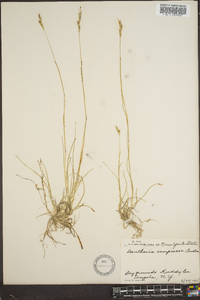 Danthonia compressa image