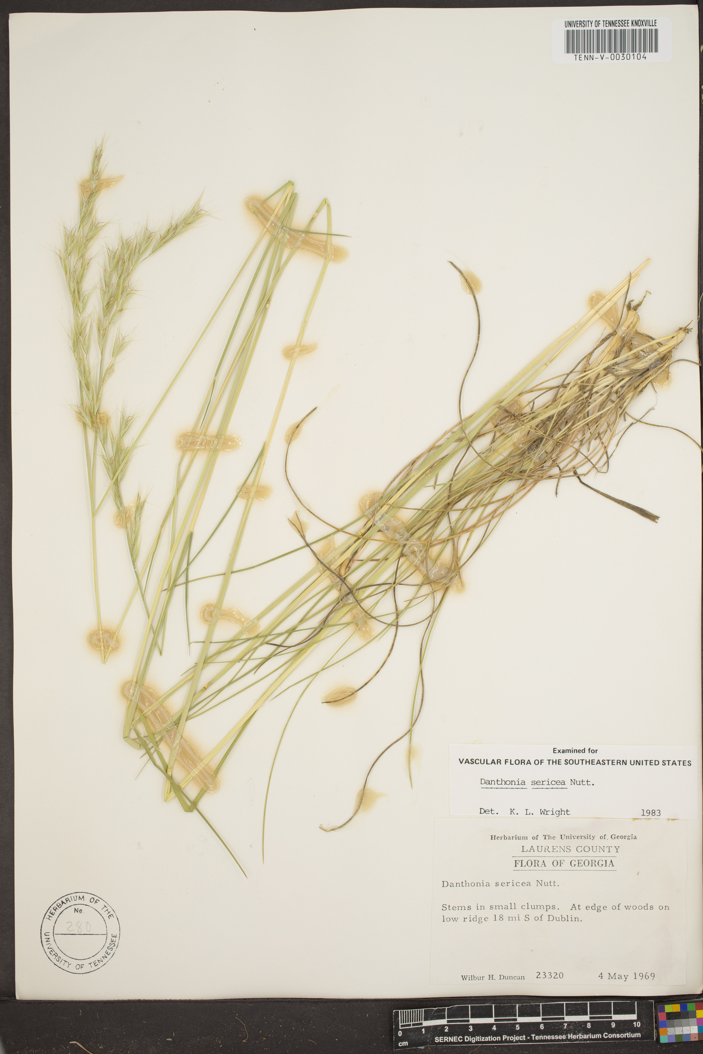 Danthonia sericea image