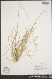 Danthonia sericea image