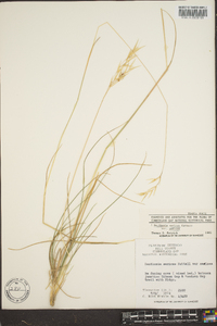 Danthonia sericea image