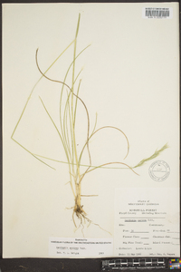 Danthonia sericea image