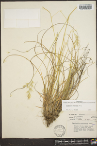 Danthonia sericea image