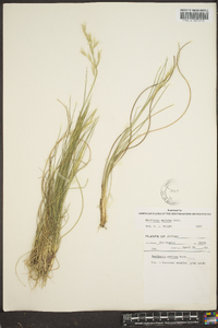 Danthonia sericea image