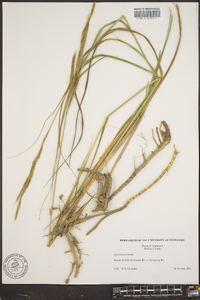 Spartina pectinata image