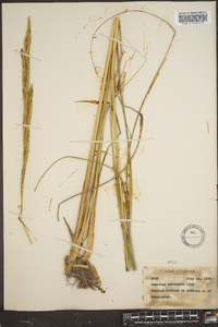 Spartina pectinata image