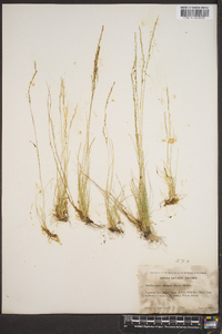 Deschampsia elongata image