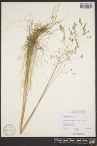 Deschampsia flexuosa image